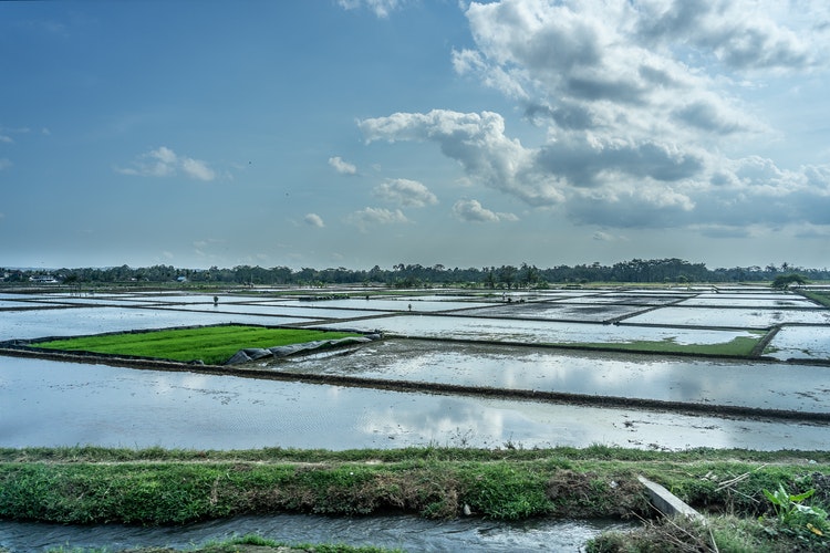 Irrigation Farm Field Water